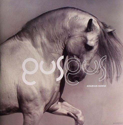 Gus arabian horse - gus,